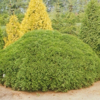 Туя Umbraculifera, Thuja occidentalis Umbraculifera, Туя западная Умбракулифера, купить тую западную Умбракулифера, туя Умбракулифера, Умбракулифера,  Umbraculifera
