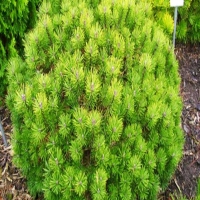 Сосна горная Mops, Pinus mugo Mops, Сосна горная Мопс
