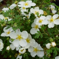 Лапчатка Аbbotswood, Potentilla fruticosa Аbbotswood, Лапчатка кустарниковая Абботсвуд