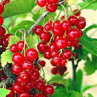Смородина красная Ненаглядная , Ribes