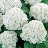 Гортензия Schneeball, Hydrangea macrophylla Schneeball, Гортензия крупнолистная Шниболл