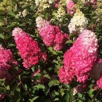 Гортензия Fraise Melba, Hydrangea paniculata Fraise Melba, Гортензия метельчатая Фрейз Мельба