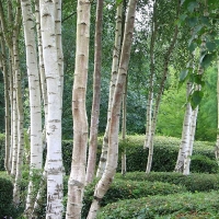 Береза Jacquemontii, Betula utilis jacquemontii, Берёза полезная Жакмонти