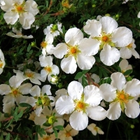 Лапчатка Snowflake, Potentilla fruticosa Snowflake, Лапчатка кустарниковая Сноуфлейк