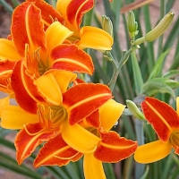 Лилейник гибридный Frans Hals, Hemerocallis hybrida Frans Hals, Лилейник гибридный Франс Халс