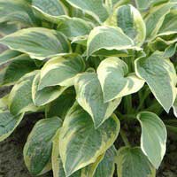 Хоста Wide Brim, Hosta Wide Brim, Хоста Вайд Брим