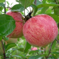 Яблоня Коричное полосатое, Яблоня Коричное полосатое с7.5, Malus Domestica Korichnoe Polosatoe