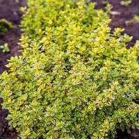 Тимьян лимоннопахнущий Mystic Lemon, Thymus citriodorus Mystic Lemon, Тимьян лимоннопахнущий Мистик Лемон