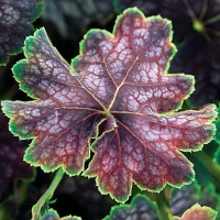 Гейхера Бьюти Калор, Heuchera Beauty Colour, Гейхера Beauty Colour