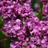 Сирень Mrs Edward Harding, Syringa vulgaris Mrs Edward Harding, Сирень Миссис Эдвард Хардинг