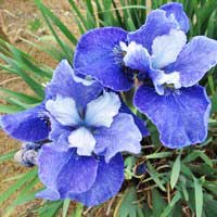 Ирис сибирский Regency Belle, Iris sibirica Regency Belle, Ирис сибирский Ридженси Бель