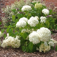 Гортензия древовидная Bounty, Hydrangea arborescens Bounty, Гортензия древовидная Баунти