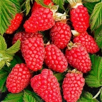 Малина Похвалинка, Rubus, Малина ремонтантная Похвалинка
