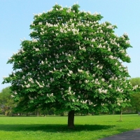 Каштан конский, Аesculus hippocastanum
