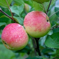 Яблоня Московская грушовка с7, Яблоня Московская грушовка, Malus Domestica Grushovka Moskovskaia