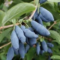 Жимолость Нимфа с5, Lonicera caerulea Nimfa, Жимолость Нимфа