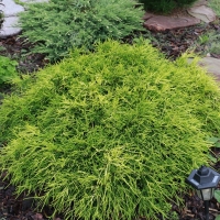 Кипарисовик горохоплодный Sungold, Chamaecyparis pisifera Sungold, Кипарисовик горохоплодный Санголд