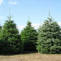 Пихта корейская 175/200, Abies koreana 175/200, Abies koreana, Пихта корейская