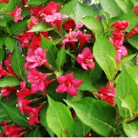 Вейгела Bristol Ruby, Weigela Bristol Ruby, Вейгела Бристол Руби