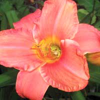 Лилейник South Seas, Лилейник Саус Сиз, Hemerocallis South Seas