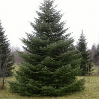 Пихта сибирская 175/200, Abies sibirica, Пихта сибирская
