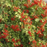 Калина  Compactum, Viburnum opulus Compactum, Калина обыкновенная Компактум