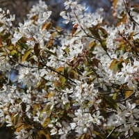 Ирга Lamarckii, Amelanchier lamarckii, Ирга ламарка