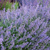 Котовник Фассена Six Hills Giant, Nepeta fassenii Six Hills Giant, Котовник Фассена Сикс Хиллз Гиант