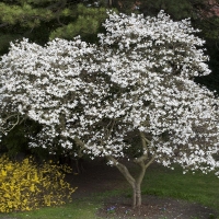 Магнолия Kobus, Magnolia Kobus, Магнолия Кобус