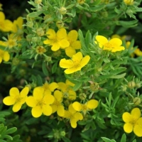 Лапчатка Elizabeth, Potentilla Fruticosa Elizabeth, Лапчатка кустарниковая Элизабет