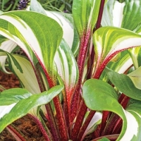 Хоста Raspberry Sundae, Hosta Raspberry Sundae, Хоста Распберри Сандай
