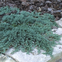 Можжевельник горизонтальный Icee Blue, Juniperus horizontalis Icee Blue, Можжевельник горизонтальный Айси Блю