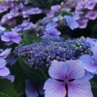 Гортензия Summer Glow, Hydrangea serr. Summer Glow, Гортензия пильчатая  Саммер Глоу