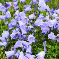 Колокольчик скученый Blue Baby, Campanula glomerata Blue Baby, Колокольчик скученый Блю Бэби