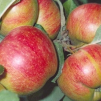 Яблоня Коричное Новое, Яблоня Коричное Новое с5, Malus Domestica Korichnoe Novoe