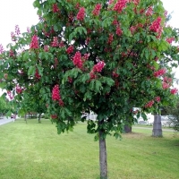 Каштан Briotii, Aesculus carnea Briotii, Каштан Бриоти