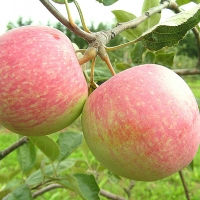 Яблоня Конфетное, Яблоня Конфетное П5, Malus Domestica Konfetnoe