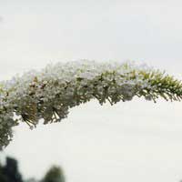 Буддлея Davidii White Profusion, Buddleja Davidii White Profusion, Буддлея Давида Уайт Профьюжен