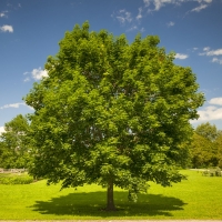 Клен остролистный 16/18, Acer platanoides, Клен остролистный