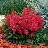 Астильба сорта с5, Astilbe, Астильба сорта