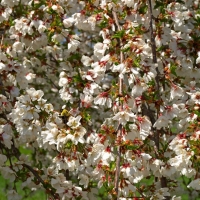 Вишня Войлочная Огонёк С3, Prunus tomentosa, Вишня Войлочная Огонек