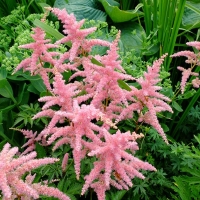 Астильба arendsii Bressingham Beauty, Astilbe arendsii Bressingham Beauty, Астильба Арендса Брессингем Бьюти