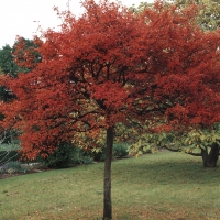 Ирга Ламарка С5, Amelanchier lamarckii, Ирга Ламарка