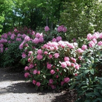 Рододендрон Helsinki University, Rhododendron Helsinki University, Рододендрон вечнозеленый гибридный Хельсинский университет