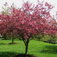 Яблоня торинго Scarlett, Malus toringo Scarlet, Яблоня торинго Скарлет