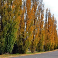 Тополь чёрный Italica, Populus nigra Italica, Тополь черный Италика