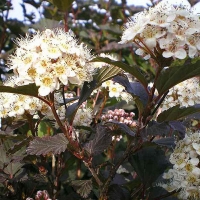 Пузыреплодник калинолистный Diabolo, Physocarpus opulifolius Diabolo, Пузыреплодник калинолистный Диаболо