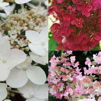 Гортензия  Wims Red, Hydrangea paniculata Wims Red, Гортензия метельчатая Вимс Ред