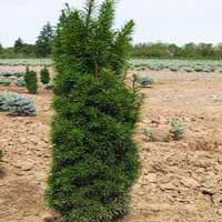 Тисс средний Stricta Virdis C25 100/125 - Питомник декоративных и садовых растений