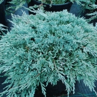 Можжевельник Блю Чип С10 Juniperus Blue Chip Можжевельник горизонтальный "Blue Chip", Juniperus  hor blue chip, купить можжевельник горизонтальный, можжевельник голубой,можжевельник горизонтальный блю чип цена, можжевельник горизонтальный блю чип фото, пи